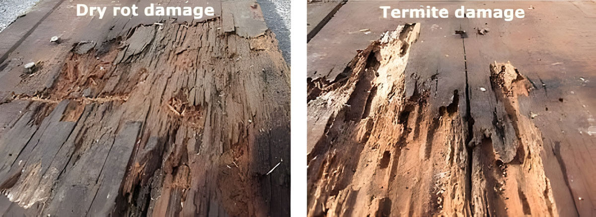 dry rot and termite damage